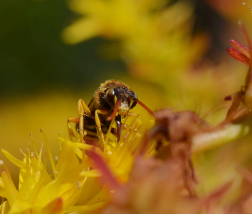 Nomada sp. (Apidae)